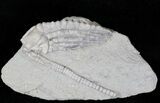 Detailed Halysiocrinus Crinoid Fossil - Crawfordsville #20837-1
